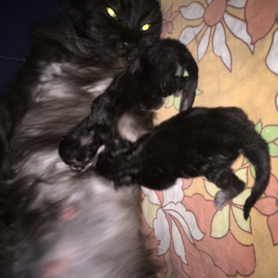 Mama und Kitten am ersten Tag