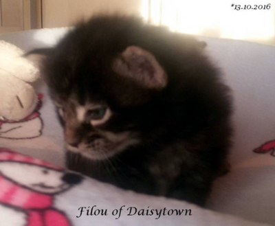 Filou Maine Coon of Daisytown