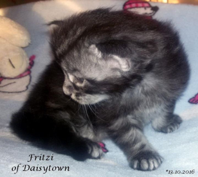 FRITZI Maine Coons of Daisytown