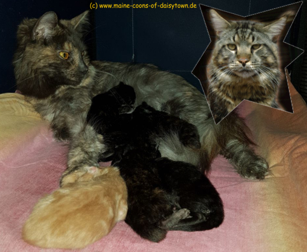 Maine Coon Kitten mit Mama Dorie und Papa Yukon