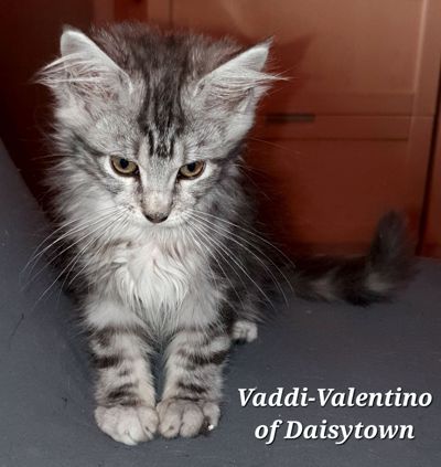 Maine Coons of Daisytown Vaddi-Valentino