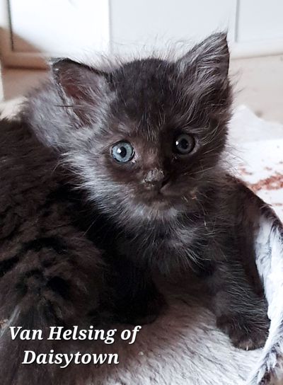 Maine Coons of Daisytown Van Helsing