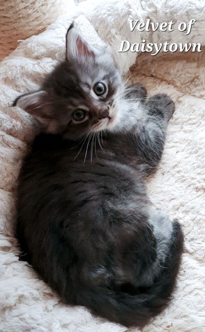 Maine Coons of Daisytown Velvet