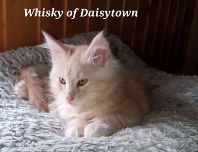 Maine Coons of Daisytown Whisky