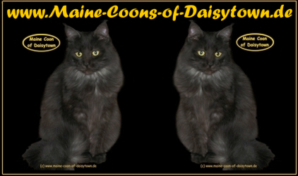 Maine-Coons-of-Daisytown.de die Maine Coon Cattery