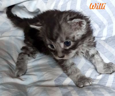 Willi of Daisytown