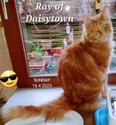 Ray of Daisytown
