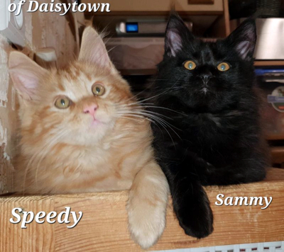 Speedy und Sammy of Daisytown