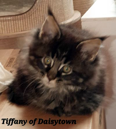 Tiffany of Daisytown