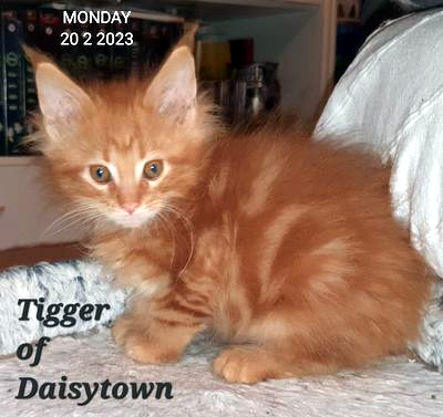 Tigger of Daisytown
