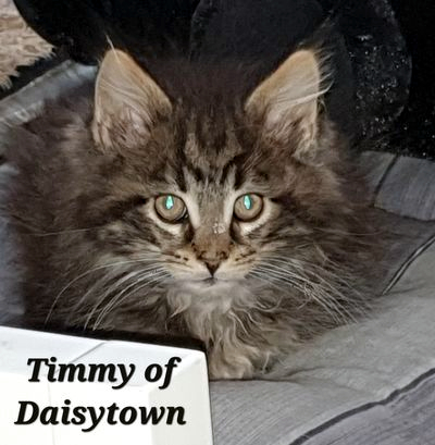 Timmy of Daisytown