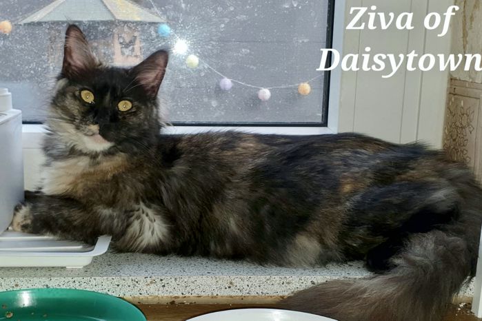 Ziva